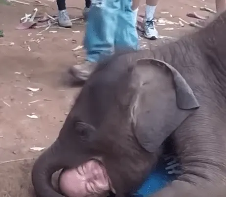 Tourist Receives Cuddles From Baby Elephant