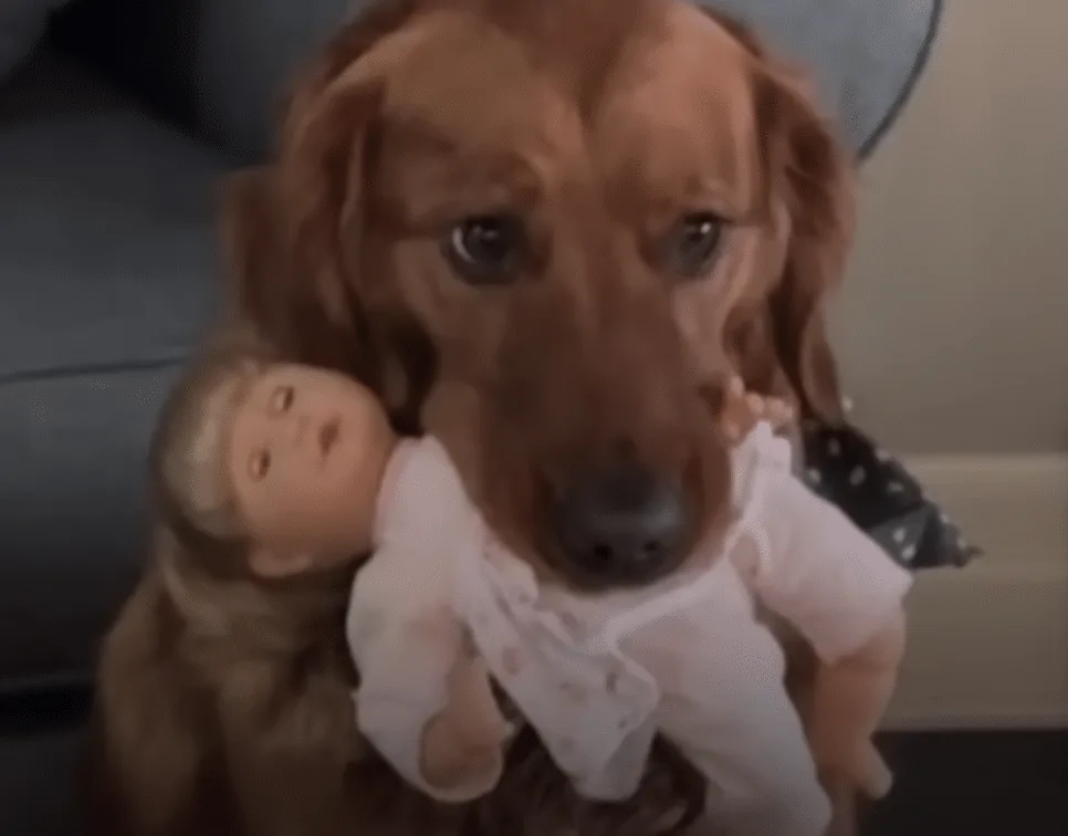 Golden Retriever Confusedly Believed the Baby's Things Were His Own