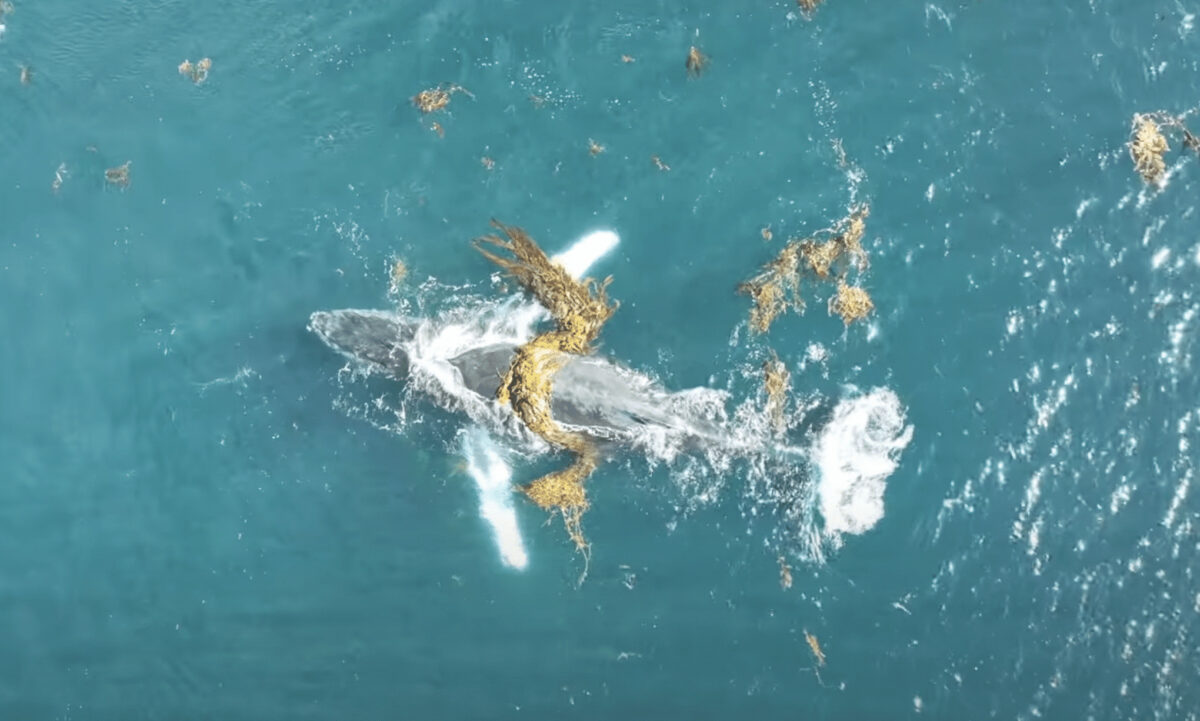 whale wearing kelp hat