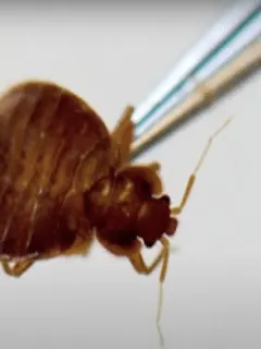 Paris bedbug infestation