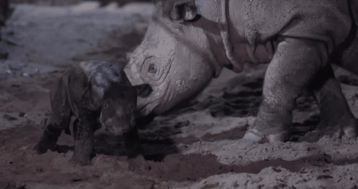 Sanctuary Welcomes the Birth of a Rare Sumatran Rhino