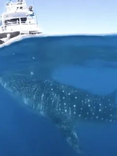 whales shark asks for help