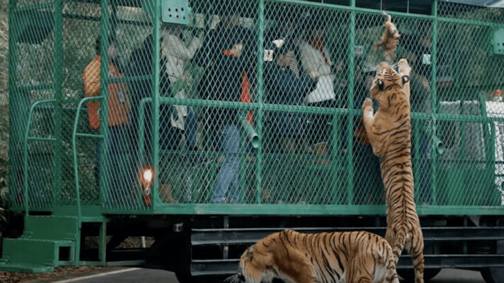 Caged Humans Are Looked Upon By Free Animals