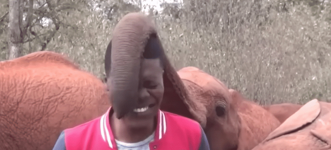 Baby Elephant Disrupts Reporter During On-Camera Report