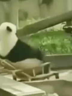 panda falls off chair