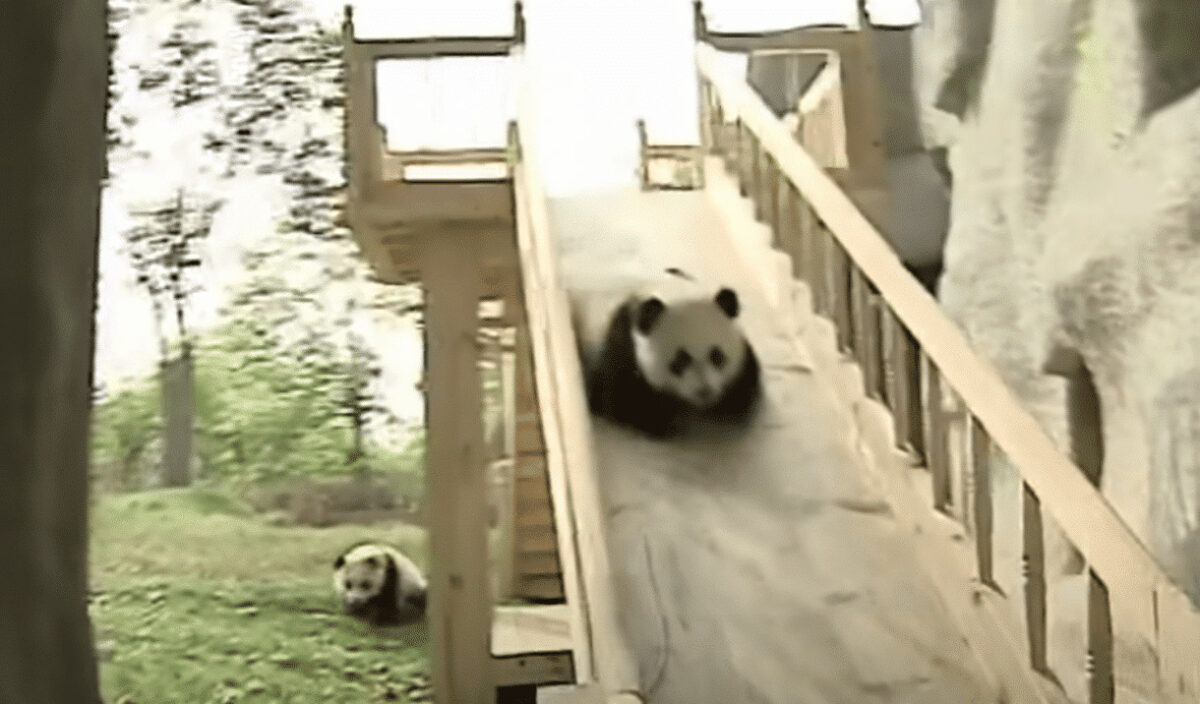 Cute Pandas Frolicking on a Slide