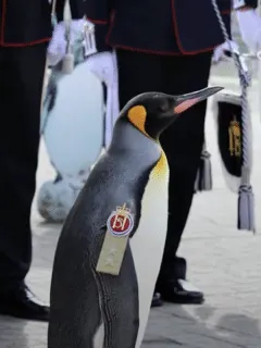 the world's highest-ranking penguin.