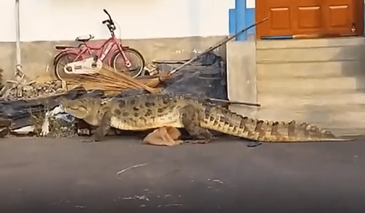 Crocodile in neighbourhood