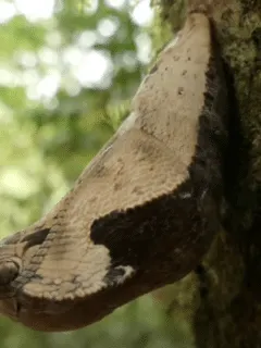 butterfly disguises itself as a snake