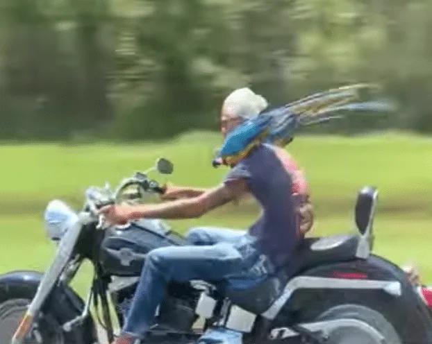 Elderly man cruises with two pet parrots