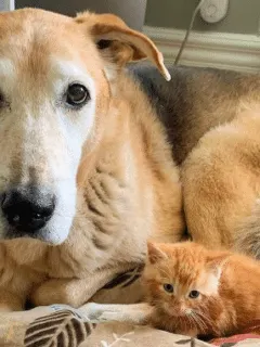 Dog fosters kittens