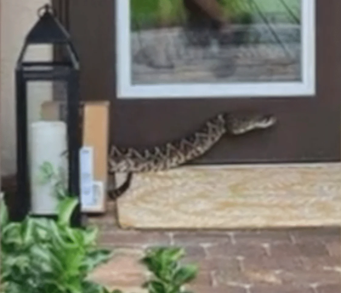 Florida Amazon Driver Suffers Rattlesnake Bite: A Guide to