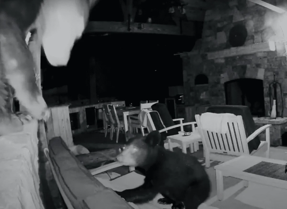 Footage Captures Bear Family's Adventure in a North Carolina Backyard