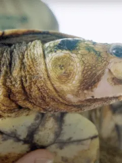 Irwin's turtle