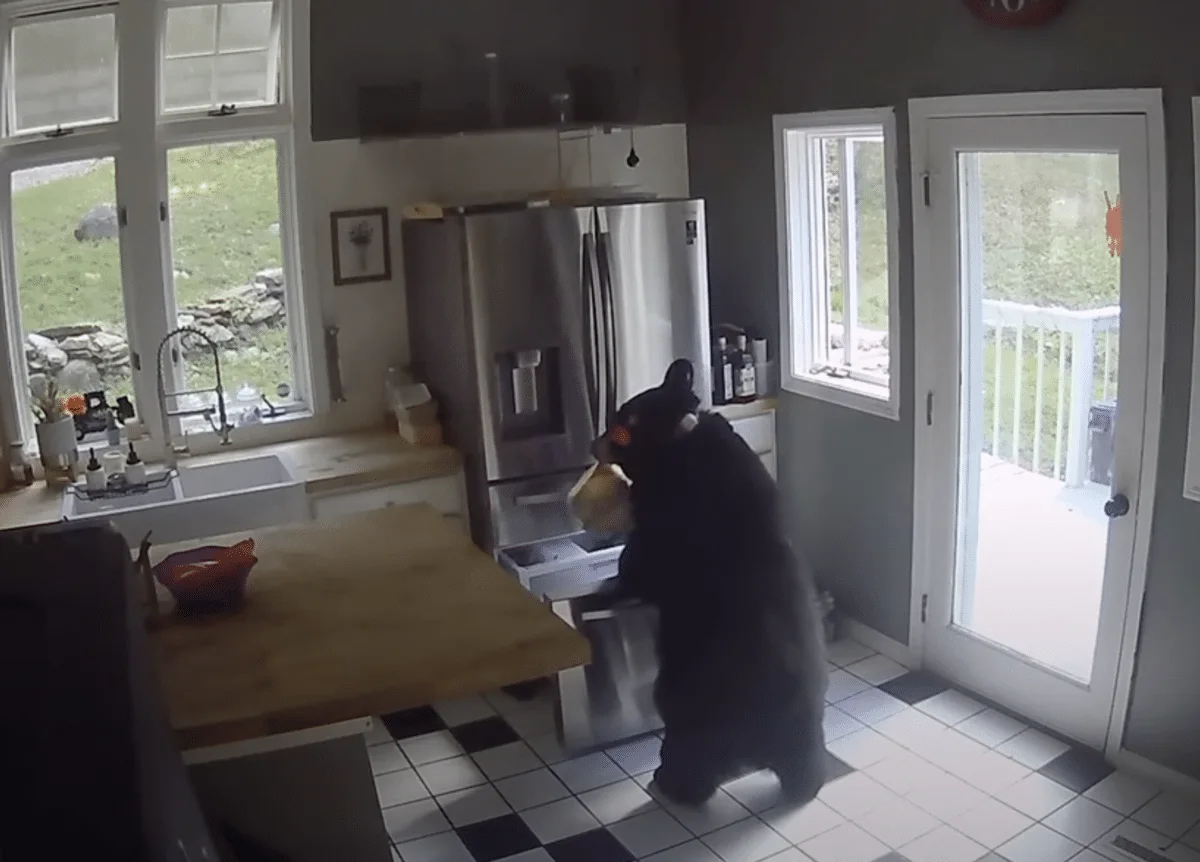 Bear breaks into home and steals lasagna