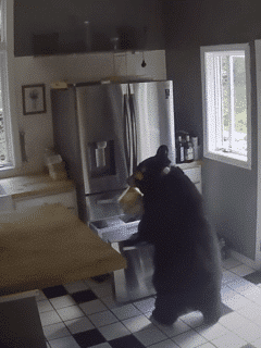 Bear breaks into home and steals lasagna