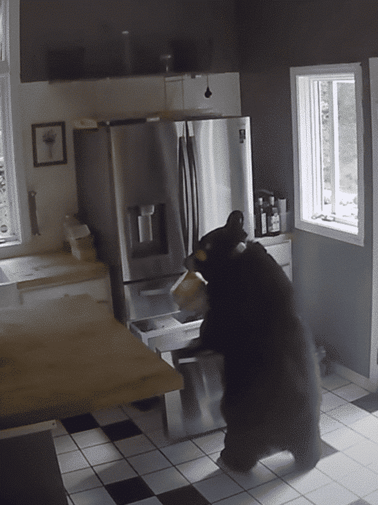 Bear Breaks Into Connecticut Home and Steals Frozen Lasagna