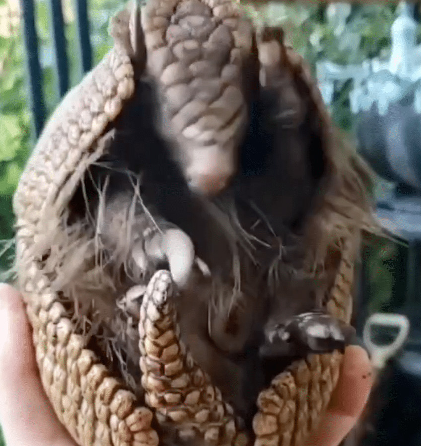 Watch: Fascinating Unfolding of an Armadillo in Action