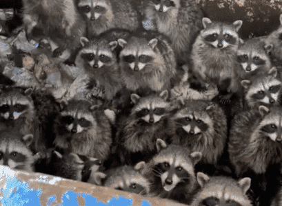 Man finds a Trash Can Filled With Raccoons