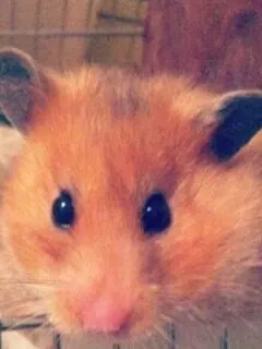Lucy Fur, the emotional support hamster