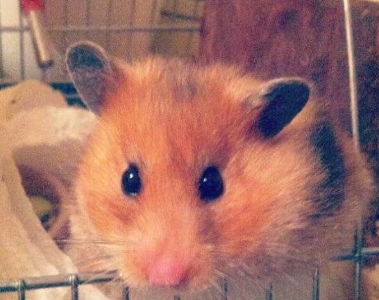 Lucy Fur, The Adorable Emotional Support Hamster