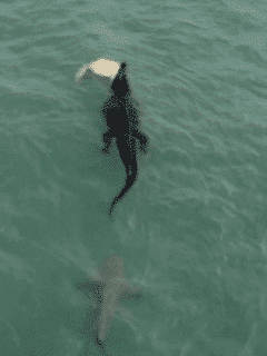 Watch: Crocodile Eats a Turtle Whilst Getting Stalked By a Shark