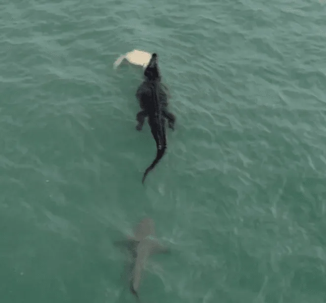 Watch: Crocodile Eats a Turtle Whilst Getting Stalked By a Shark