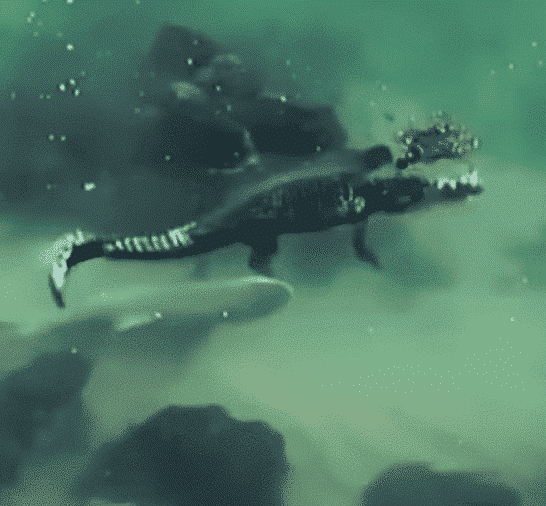 Witness Shark Vs Crocodile