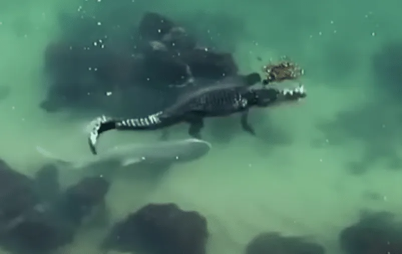 Witness Shark Vs Crocodile
