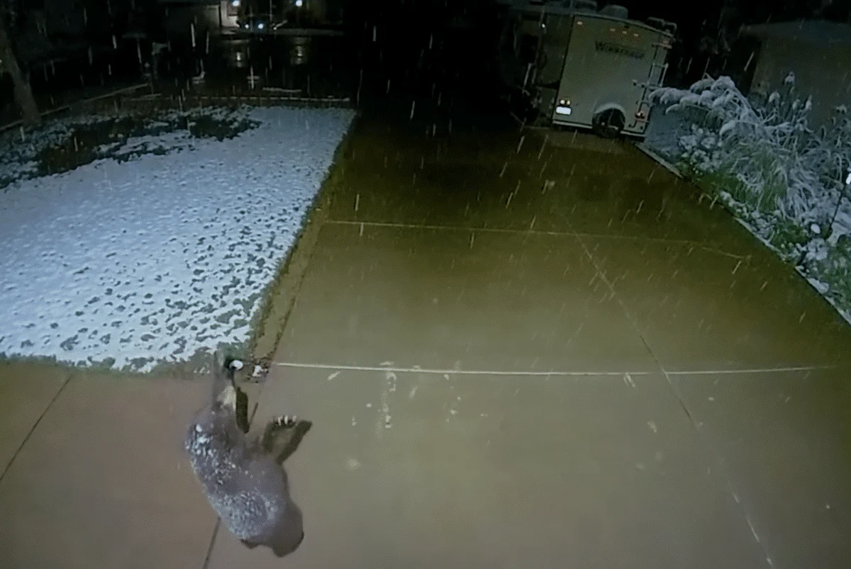 Bear cub catching snowflakes