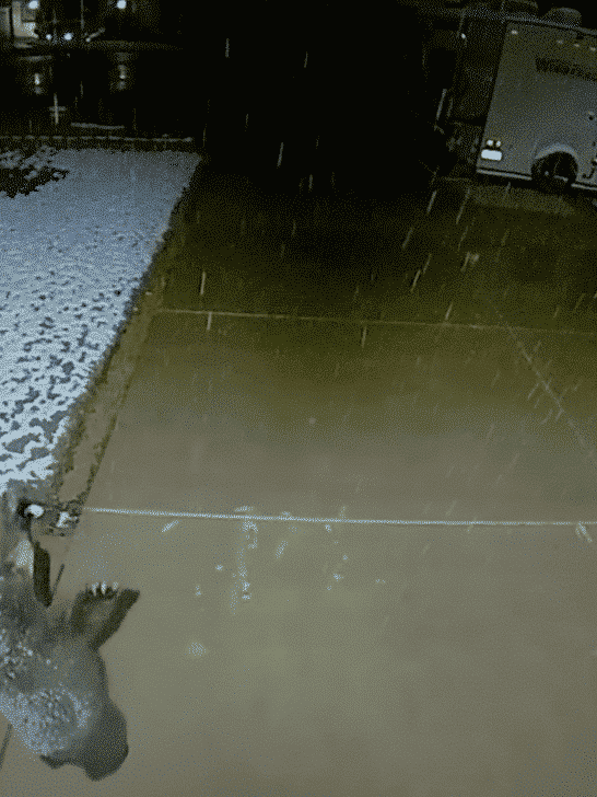 Baby Bear Catching Snow Flakes
