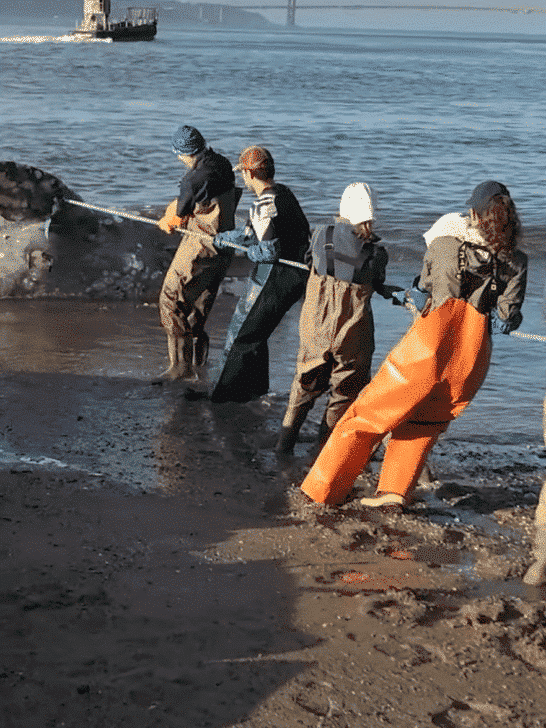 Why Gray Whales are Washing Up Along the US Coasts