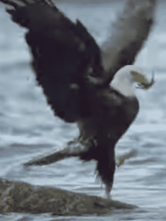 Bald Eagle Defeated By Crab
