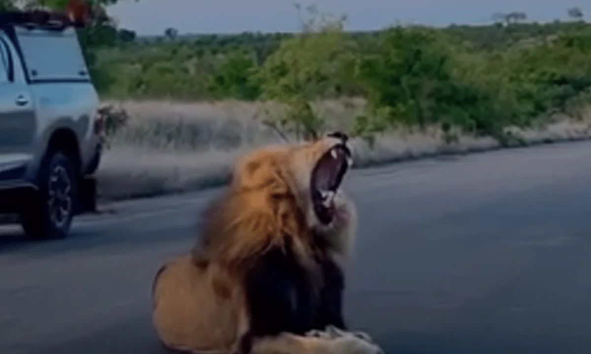 Powerful Roaring of Mbiri Male Lion on Road