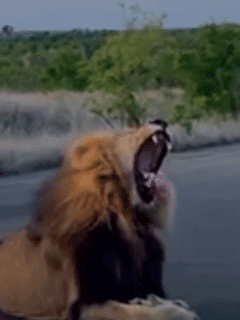 Powerful Roaring of Mbiri Male Lion on Road