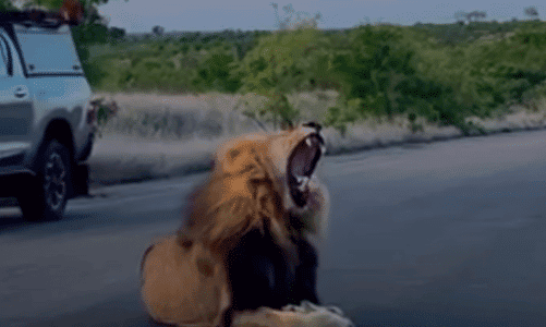 Watch: Powerful Roaring of Mbiri Male Lion on Road