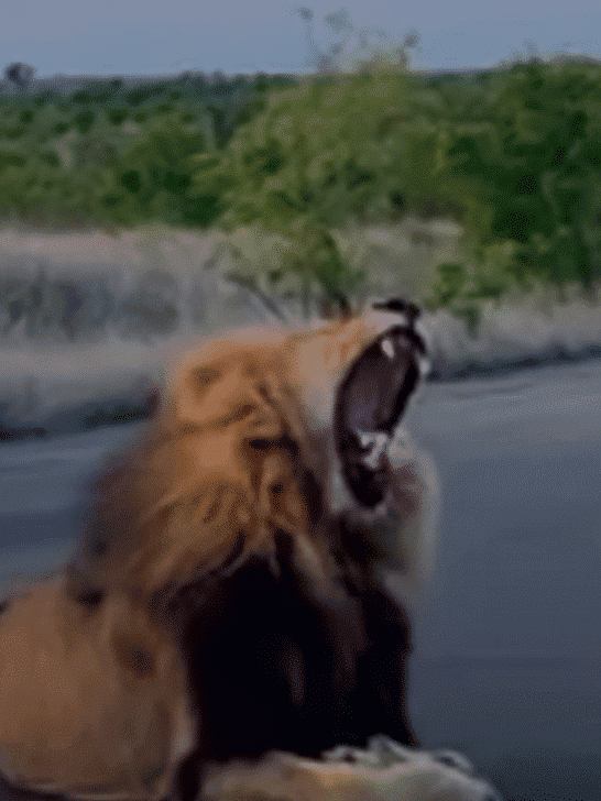 Watch: Powerful Roaring of Mbiri Male Lion on Road
