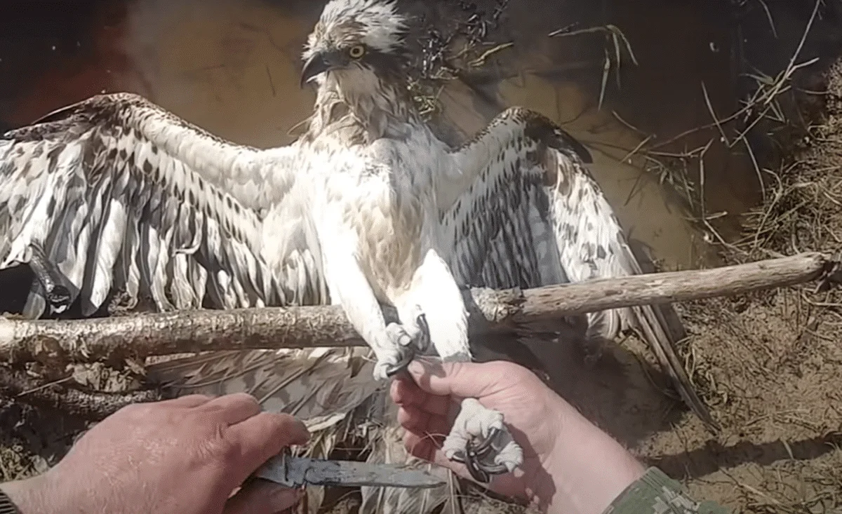 The Hawk Locks Eyes with Its Rescuer as It's Set Free