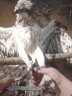 The Hawk Locks Eyes with Its Rescuer as It's Set Free