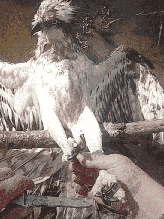 The Hawk Locks Eyes with Its Rescuer as It&rsquo;s Set Free