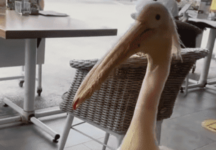 Pelican Is a Local At a Restaurant In Cypress