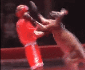 The Ultimate Match Between a Kangaroo and a Professional Boxer