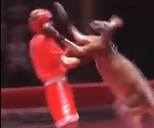 Kangaroo vs. Boxer