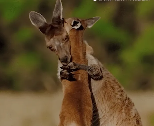 Mother & Joey Hugging