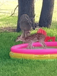 Infant Plays in Kiddie Pool as Mother Deer Keeps Watch