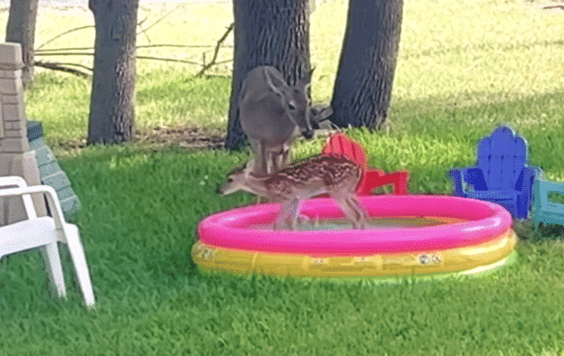 Infant Plays in Kiddie Pool as Mother Deer Keeps Watch