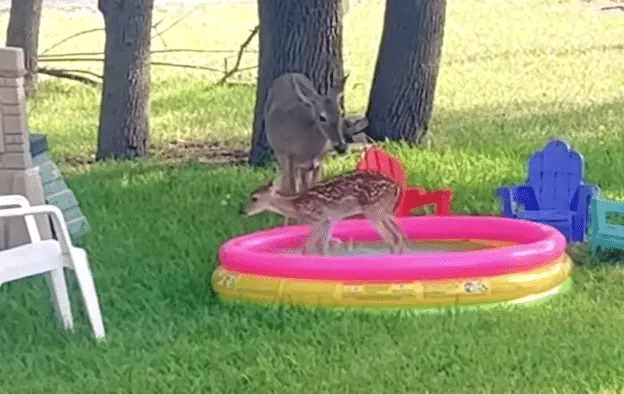 Infant Plays in Kiddie Pool as Mother Deer Keeps Watch