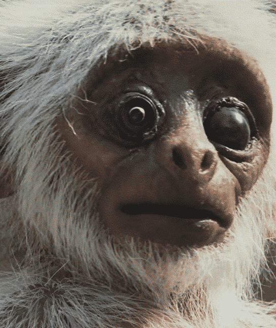 Gray Langur Monkeys Mourn the “Death” of Fake Spy Monkey