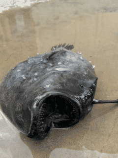 Bizarre Deep-Sea Creature Found Stranded on US Beach