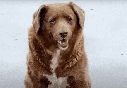 About Bobi, The World&rsquo;s Oldest Dog